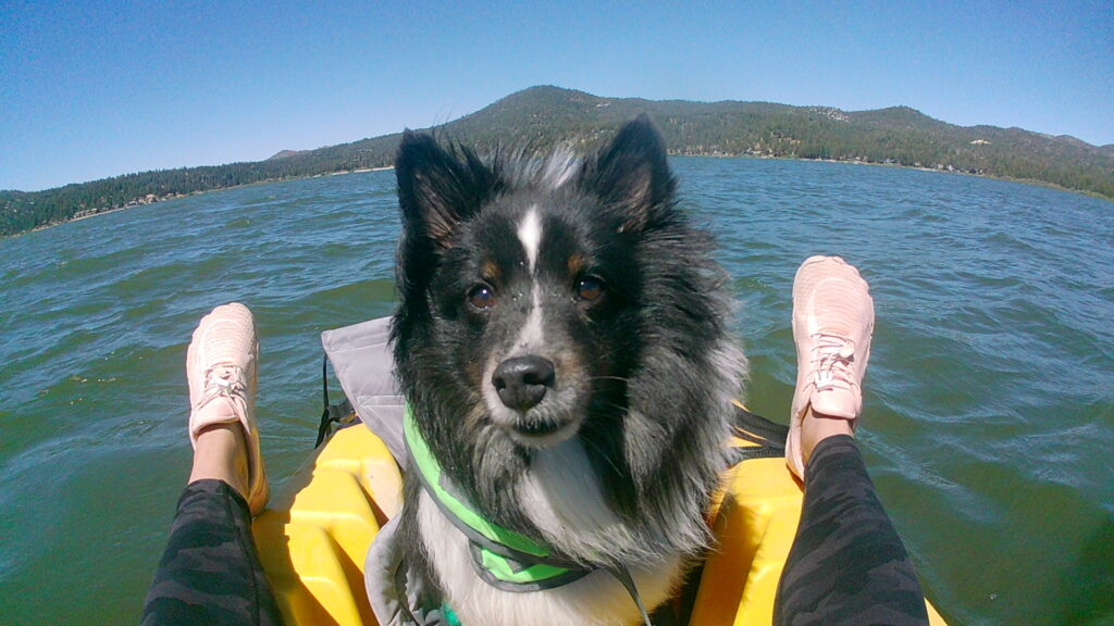 dog on a kayak at Big Bear Lake