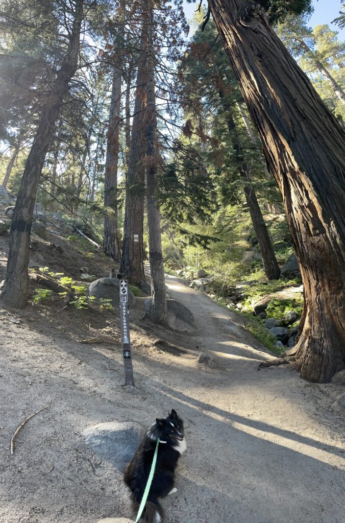 Dog at Castle Rock Trailhead