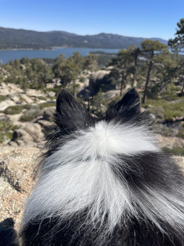 dog at castle rock trail in big bear, california
