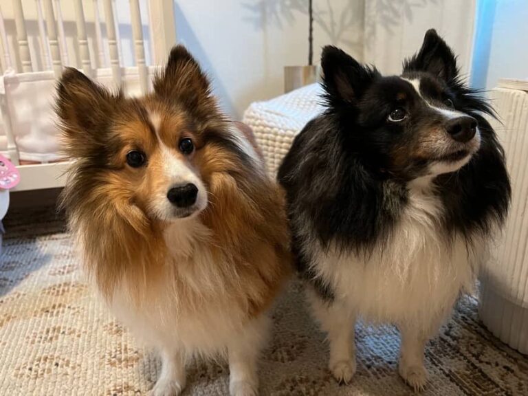 two shetland sheepdogs