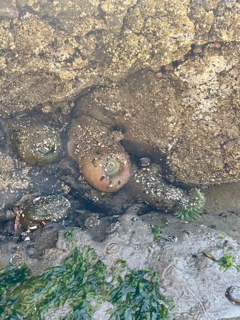 Sea anemone at Cannon Beach