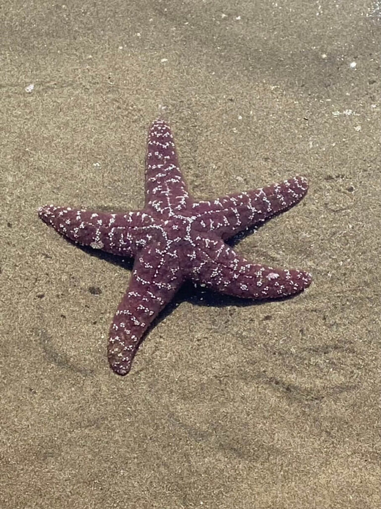Sea Star from a tide pool at Cannon Beach